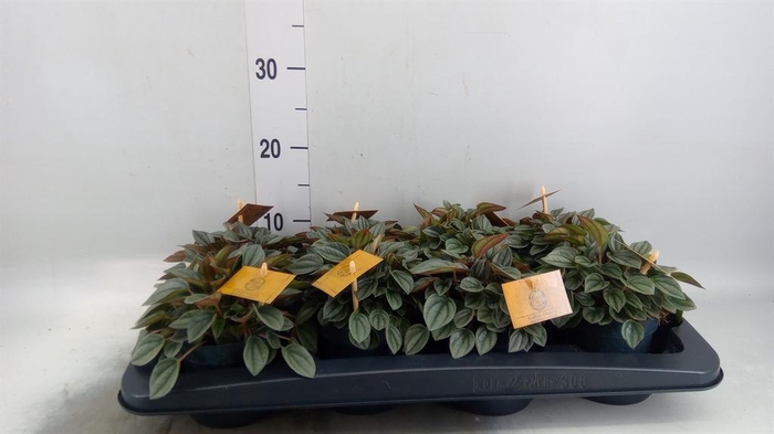 <h4>Peperomia  'Napoli Nights'</h4>