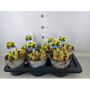 Arr.  Narcissus Tete Tete L%