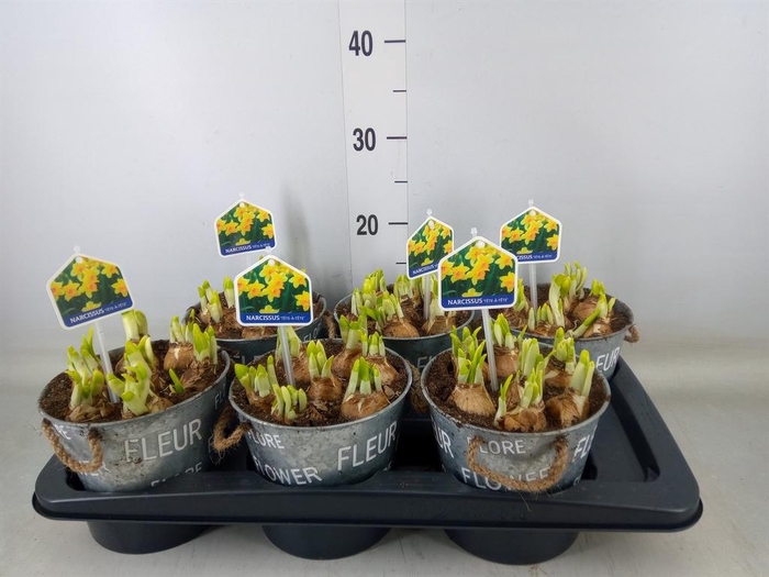 <h4>Arr.  Narcissus Tete Tete L%</h4>