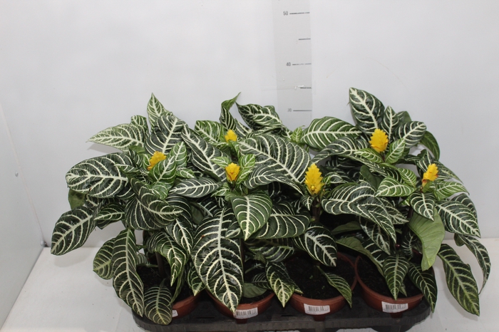 <h4>APHELANDRA COM FLOR P15 COM FLOR</h4>