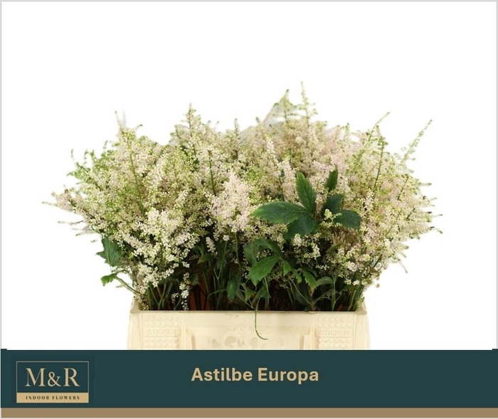 <h4>Astil Ja Europa</h4>