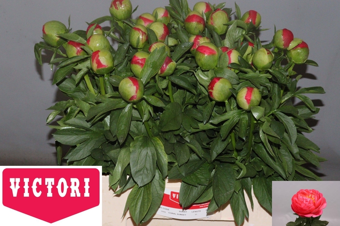 <h4>PAEO CORAL SUNSET</h4>