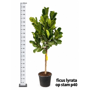FICUS LYRATA