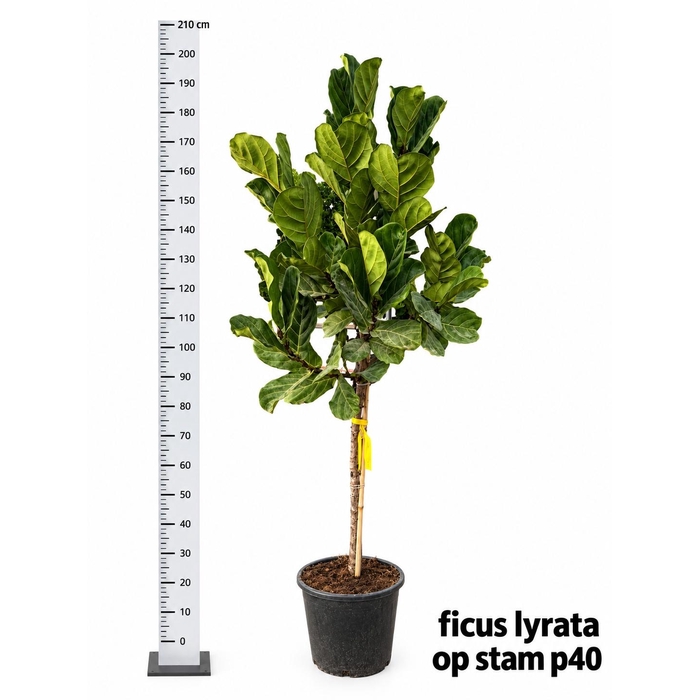 <h4>FICUS LYRATA</h4>