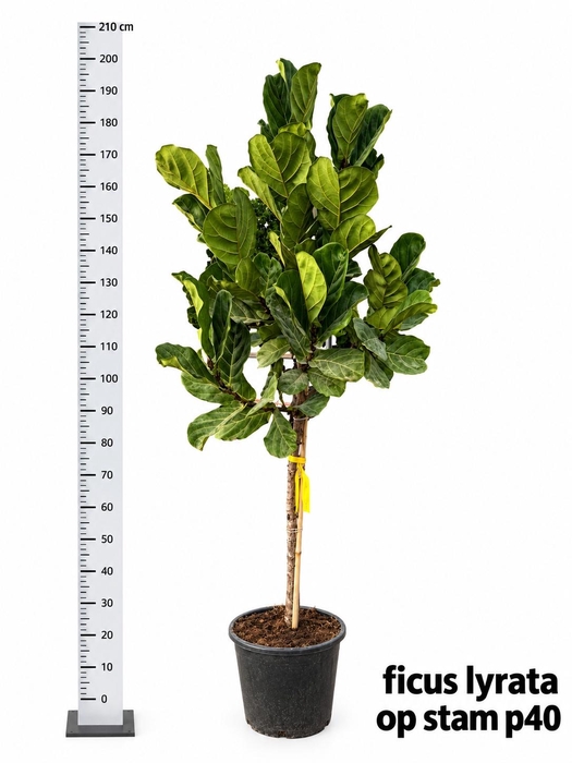 <h4>FICUS LYRATA</h4>