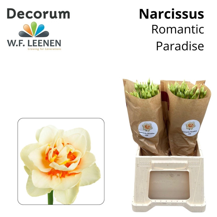 <h4>Narcissus Romantic Paradise 566</h4>