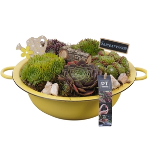 PTS7321 Arrangement Sempervivum in metalen schaal