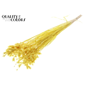 Chasmantium Preserved per bunch Bleached Yellow