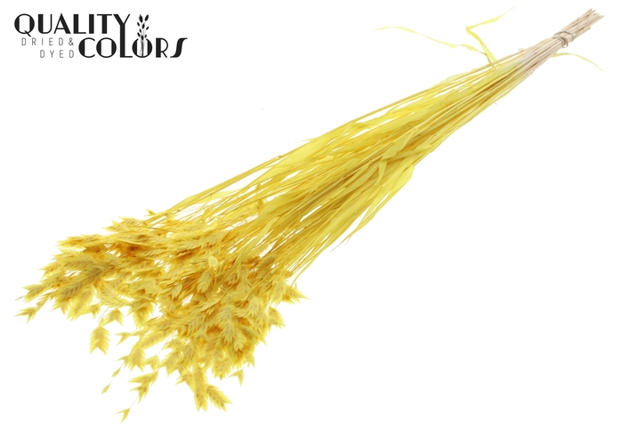 <h4>Chasmantium Preserved per bunch Bleached Yellow</h4>