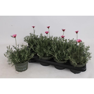 RHODAN H ZAGORA PINK