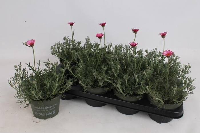 <h4>RHODAN H ZAGORA PINK</h4>