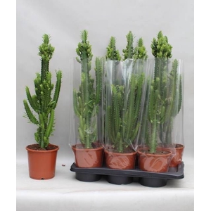 EUPHOR TRIGONA