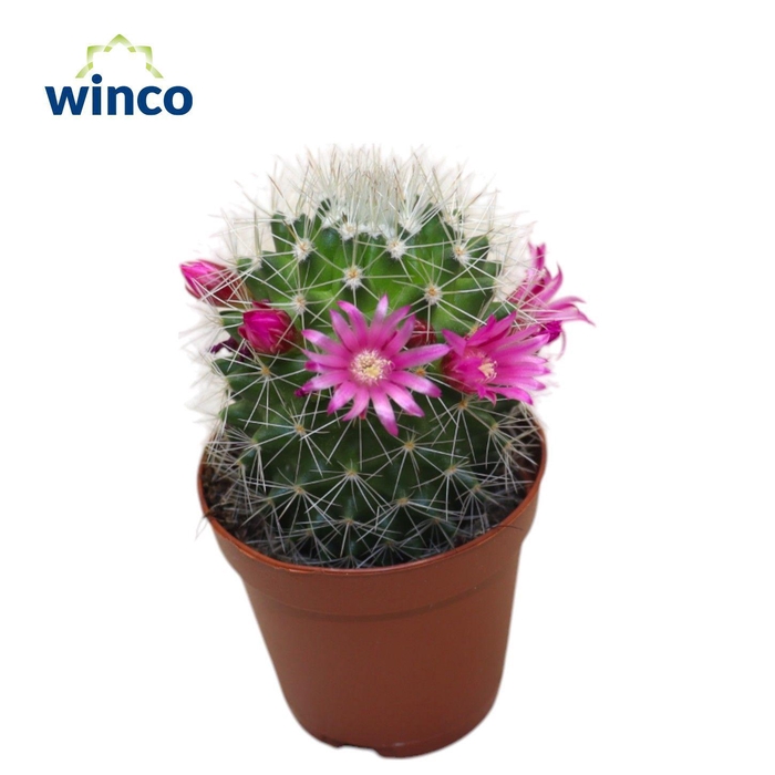 <h4>Mammillaria Spinossisima (flowering)</h4>