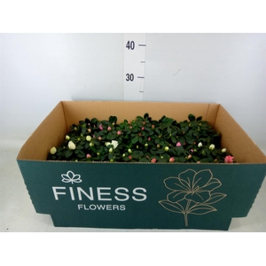 Rhododendron sim. 'Hellmut V' .mix