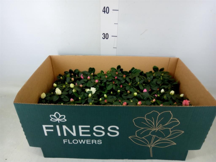 <h4>Rhododendron sim. 'Hellmut V' .mix</h4>