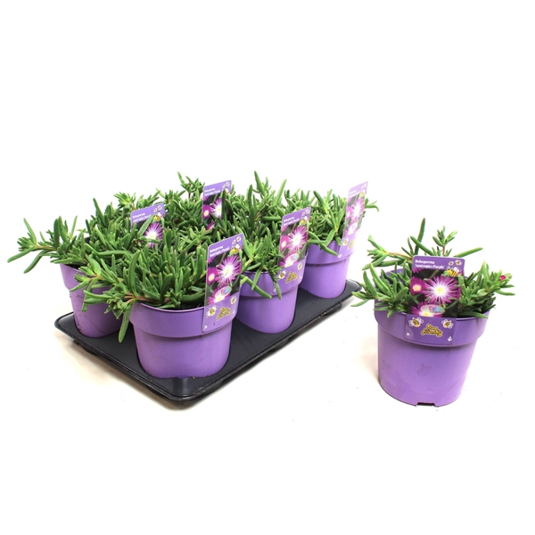 <h4>Delosperma Suntropics Purple</h4>