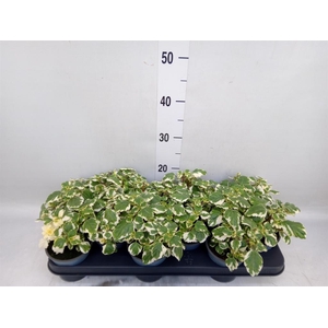 Plectranthus   ...