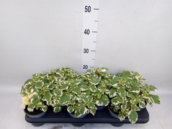 <h4>Plectranthus   ...</h4>