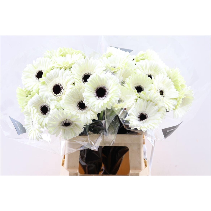 <h4>Ge Gr White House</h4>