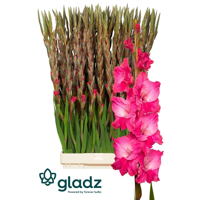 <h4>Glad Gr Fairyta Pink</h4>