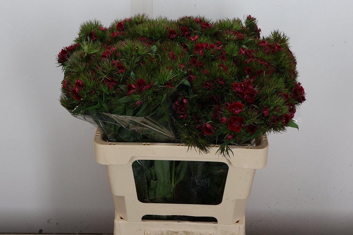 <h4>Di Barb Bordeaux 1-2</h4>