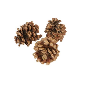 Pinecone Pinea L9/12 100 Pcs