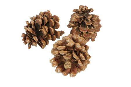 Pinecone Pinea L9/12 100 Pcs