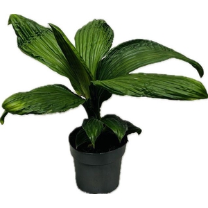 Palmata Jungle Drum 14cm