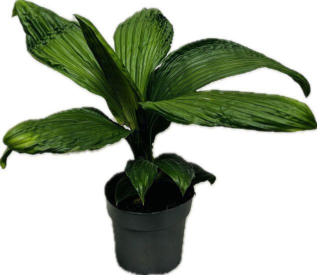 <h4>Palmata Jungle Drum 14cm</h4>