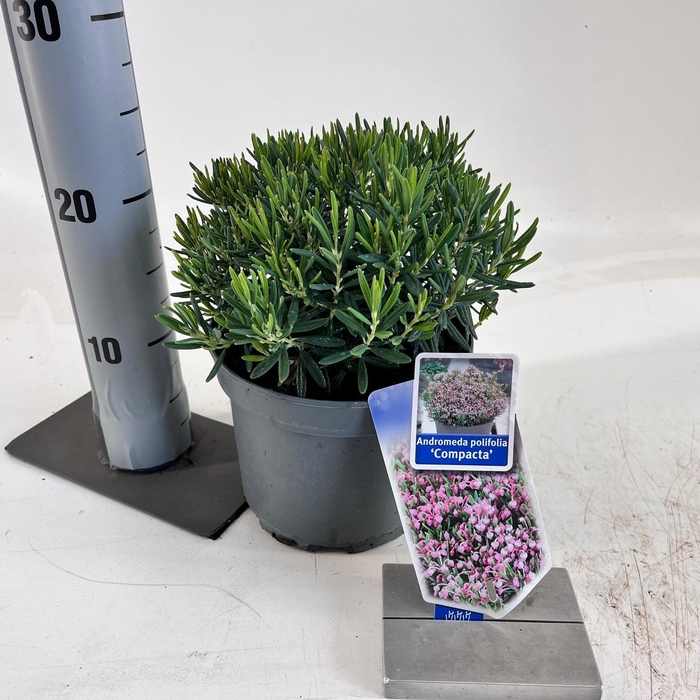 <h4>Andromeda polifolia 'Compacta'</h4>