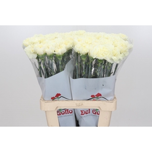 Dianthus St Diletta Creme