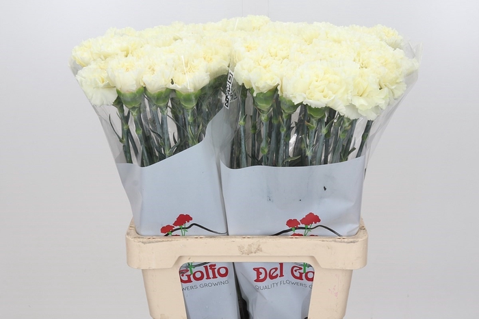 Dianthus St Diletta Creme