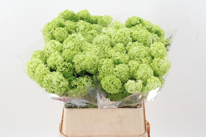 <h4>Viburnum Roseum St</h4>