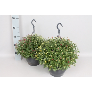 Hangpot 23 cm Chrysanthemum gardenmum  Trio