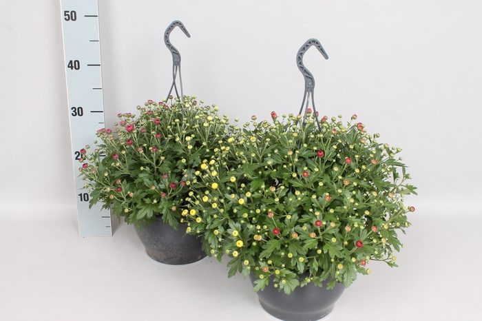 <h4>Hangpot 23 cm Chrysanthemum gardenmum  Trio</h4>