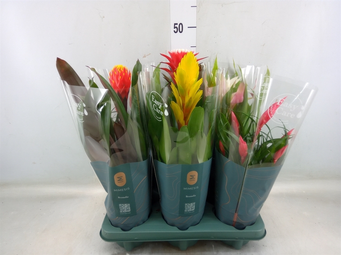 <h4>Bromelia   ...mix</h4>