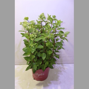 Hydr Paniculata