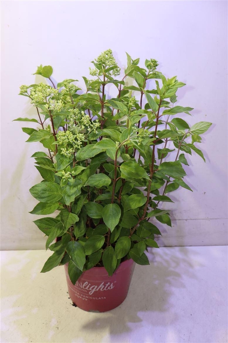 <h4>Hydr Paniculata</h4>