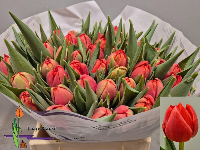 <h4>TU DU OLD FAITHFUL</h4>