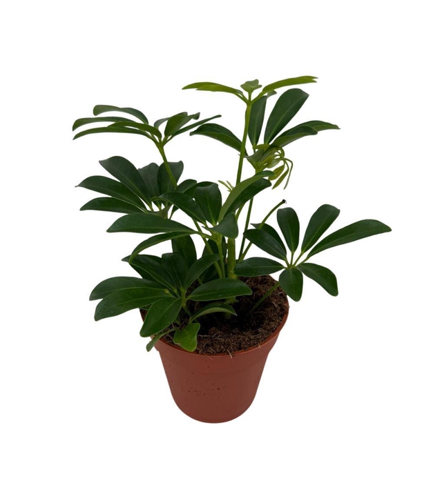 <h4>Schefflera arbor. 'Luseana'</h4>