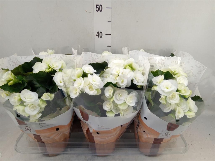 <h4>Begonia elat. HL 'Clara'</h4>