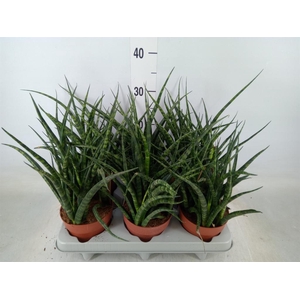 Sansevieria  'Fernwood'