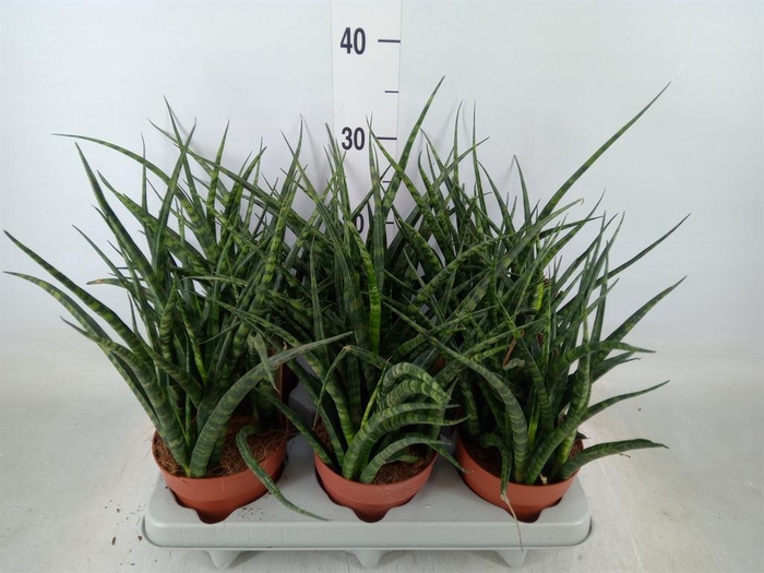 <h4>Sansevieria  'Fernwood'</h4>