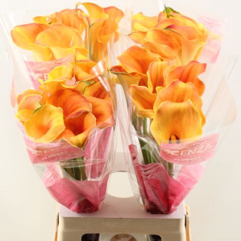 <h4>Calla Captain Odeon</h4>
