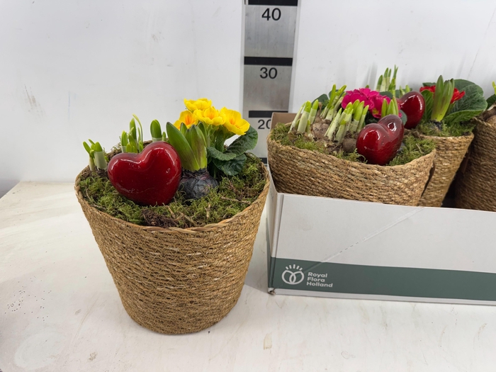 <h4>ARR PL IN SCHAAL</h4>