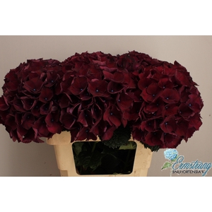 HYDR M MAG RUBYRED P
