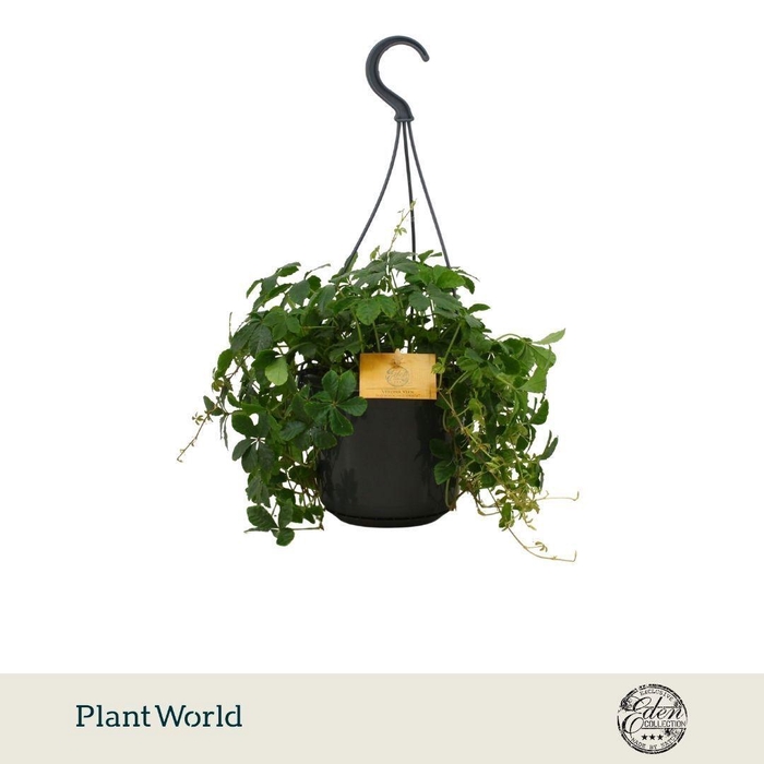 <h4>Parthenocissus Striatha 15cm HP</h4>