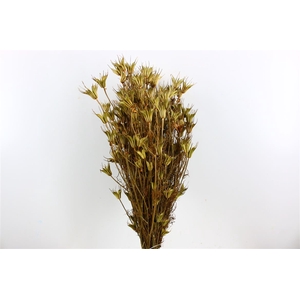 Dried Nigella Orientalis Natural Bunch