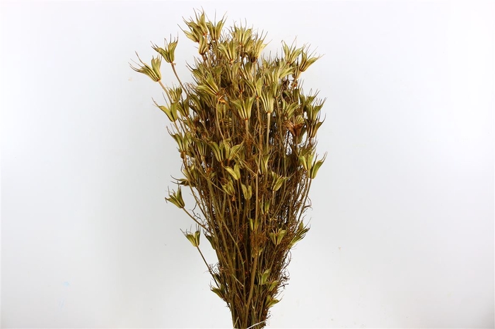 <h4>Dried Nigella Orientalis Natural Bunch</h4>