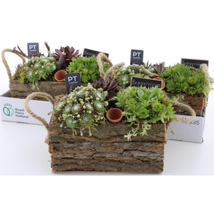 ARR SEMPERVIVUM